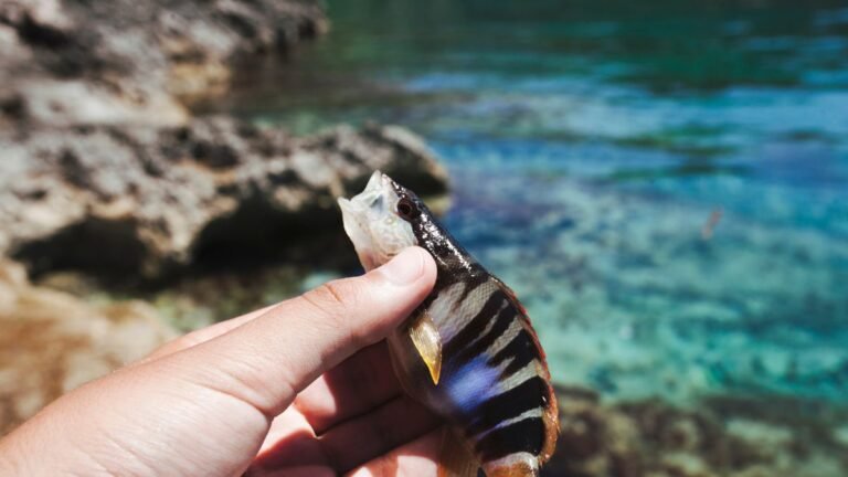 Environmental Impact of Marine